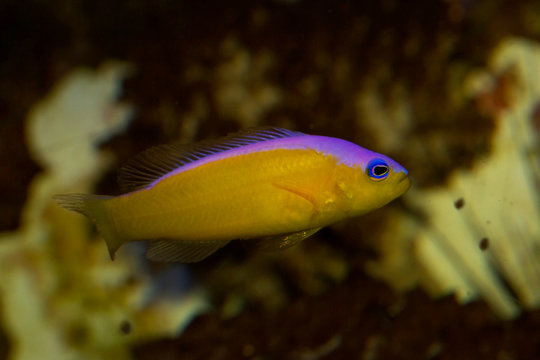 Diadem Dottyback, Purple Stripe Pseudochromis, Diadem Pseudochromis, Pictichromis diadem  ( Pseudochromis diadema).