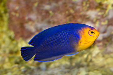Pygmy or Cherub Angelfish (Centropyge argi).