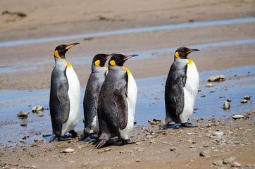 Four king penguins on a wet beach at Volunteer Point, Falklands © Tanja