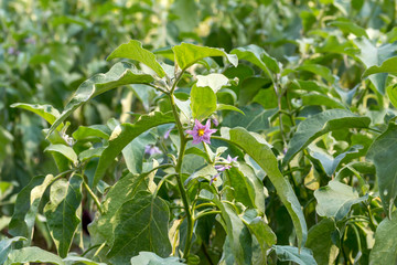 Growing aubergines in garden beds