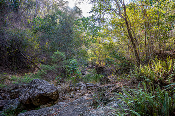 stream in the forest