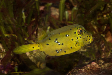Yellow boxfish (Ostracion cubicus).