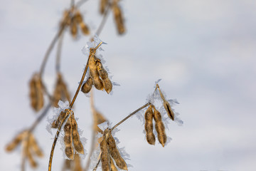 Closeup of standing soybean plants in snow covered bean field. snowflakes and ice crystals on brown pods. Extreme and unusual weather has delayed crop harvest in parts of North America