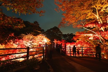 夜のもみじ谷の紅葉