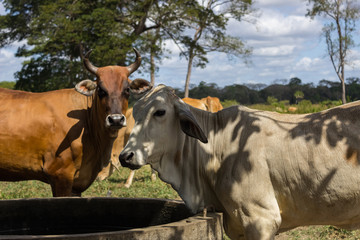 cows in a field