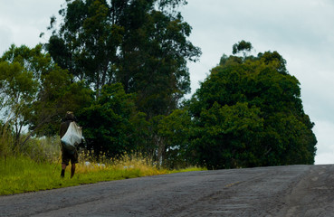 Fototapeta premium O andarilho na estrada vazia