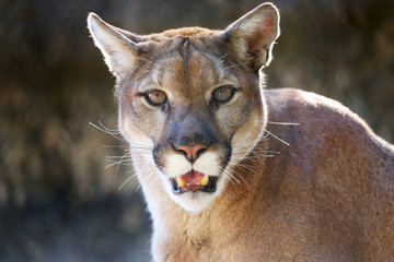 Mountain Lion In Natural Setting