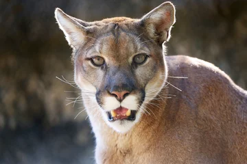 Foto op Canvas Mountain Lion In Natural Setting © Barbara