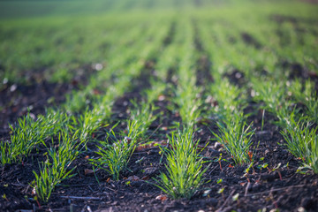 Young green wheat growing in soil. Agricultural proces. Field of young wheat seedlings growing in autumn. sprouting rye agriculture on a field on a foggy autumn day. Sprouts of rye.