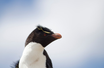 Rock hopper penguins South America
