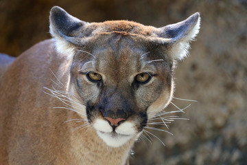 Mountain Lion In Natural Setting