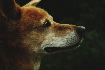 portrait of wolf