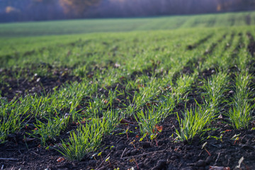 Young green wheat growing in soil. Agricultural proces. Field of young wheat seedlings growing in autumn. sprouting rye agriculture on a field on a foggy autumn day. Sprouts of rye.
