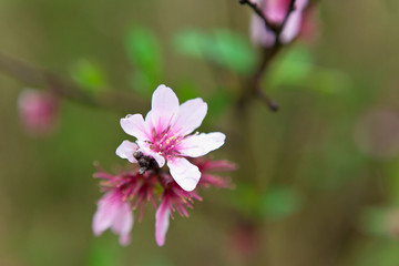 アーモンドの花	
