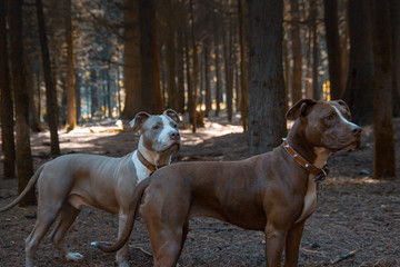 Pitbull en el bosque