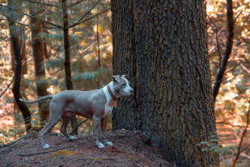 Pitbull en el bosque