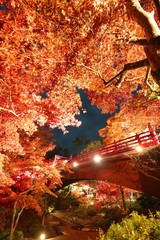 夜のもみじ谷の紅葉と赤い橋