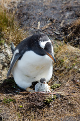 Gentoo Penguins at Seal bay South America