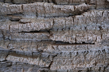 closeup texture of bark of a tree
