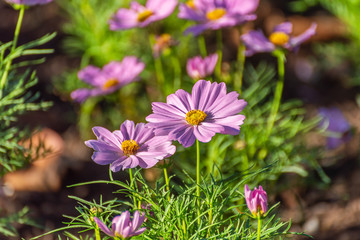 Fototapeta premium Pink Cosmos Flower In The Garden, Beautiful Pink Cosmos Flower With Sunlight On The Garden Background, Pink Cosmos Flower Field