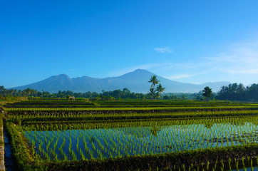 Rice Fields with Mount Rinjani as backgroud at Lombok, Indonesia..