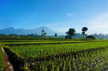 Fototapeta na wymiar Rice Fields with Mount Rinjani as backgroud at Lombok, Indonesia..