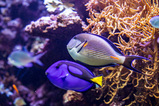 Colorful coral reef with tropical Sohal surgeonfish