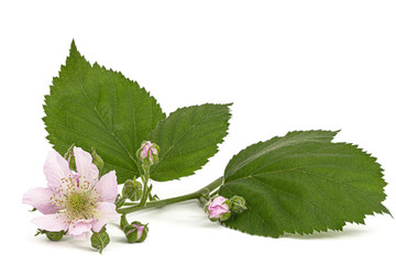 Flowers of blackberry, lat. Rubus fruticosus, isolated on white background