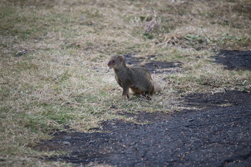 mongoose in the park