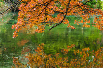 日本の美　秋の紅葉