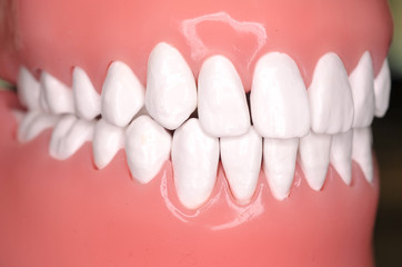 Obraz premium Close up image of teeth from a phantom head. Dentistry, medical and education conceptual.