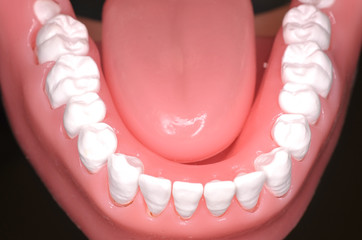 Close up image of teeth from a phantom head. Dentistry, medical and education conceptual.