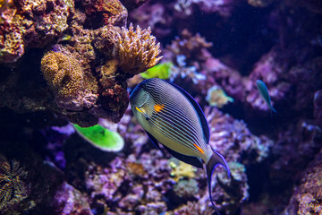 Naklejka na ściany i meble Colorful coral reef with tropical Sohal surgeonfish