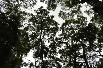 tree with leaves