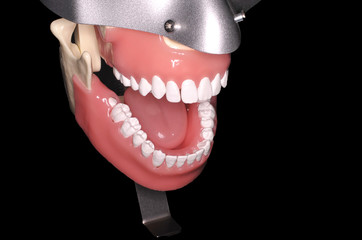 Naklejka premium Close up image of teeth from a phantom head. Dentistry, medical and education conceptual.