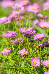 Pink Cosmos Flower In The Garden, Beautiful Pink Cosmos Flower With Sunlight On The Garden Background, Pink Cosmos Flower Field