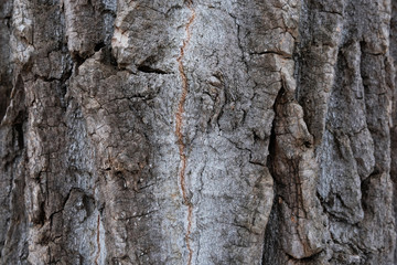 closeup of tree bark texture