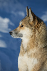 Siberian dog (Siberian husky) against the background of winter nature. Beautiful portrait of an animal. Pet, friend.