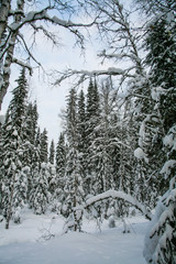 Winter forest, snowy trees. Wild place in Siberia.