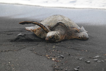 sea turtle raising flipper
