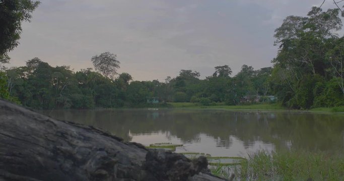 Fish Farming Cage in the Large River with Water Lilies in the Amazon Rainforest in Pando / Bolivia