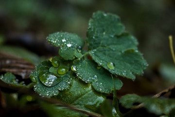 Dark Green Plant With Droplets For Background