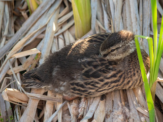 Self care - restful duck