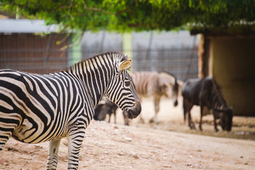 Fototapeta na wymiar Striped black and white mammal animal zebra