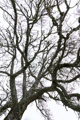 tree branches covered with moss and lichen. Tree in winter, without leaves
