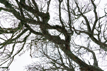 Tree branches covered with moss and lichen. Tree in winter, without leaves