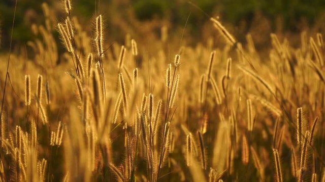 Mission grass flower or Pennisetum pedicellatum grass meadow sunset in the garden