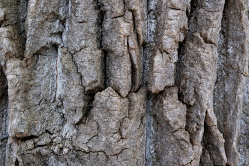 closeup of bark of a tree