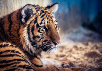Young tiger lies on a sandy ground