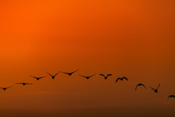 朝焼けの中を飛んでいる宮城伊豆沼渡り鳥